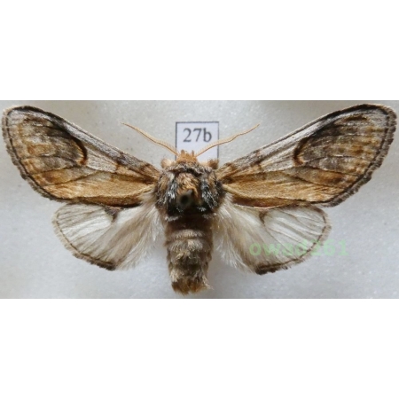 Notodonta ziczac (Linnaeus, 1758) male Czech27b
